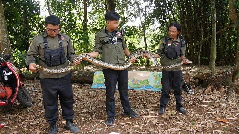 인도네시아의 극한직업 뱀 사냥꾼